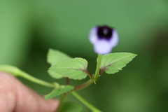 Torenia lindernioides